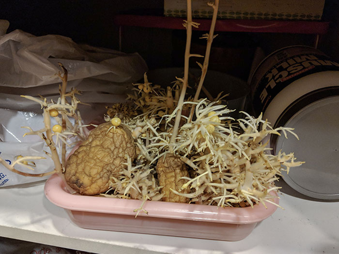 I Thought I Was The Only One Whose Flatmates Were Growing Potato Monsters. This One Was Growing For A Year And I Discovered It The Weekend I Moved In