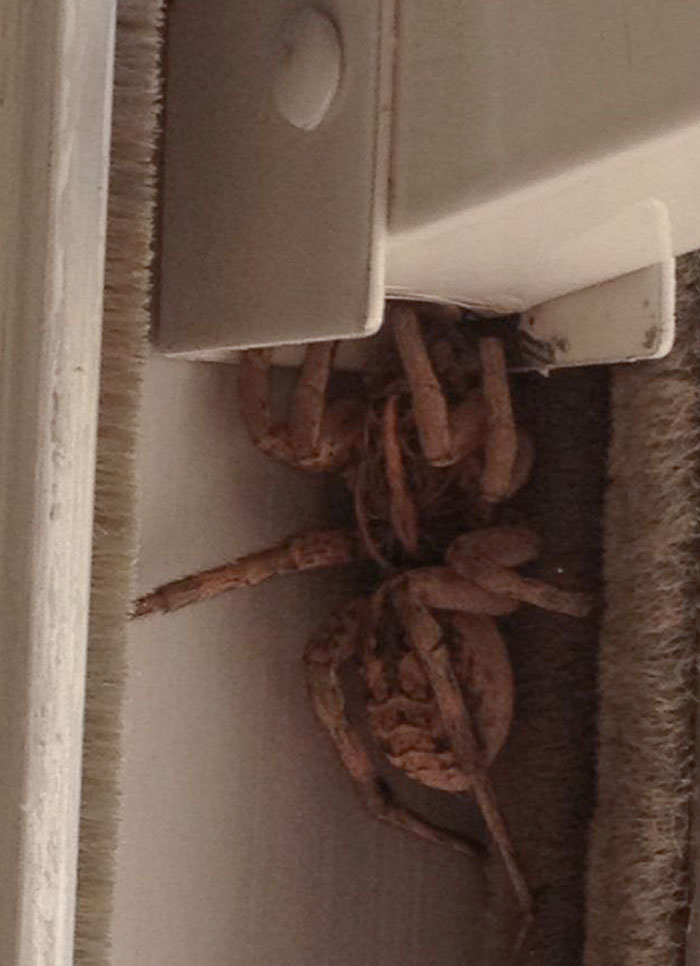 Mi amiga se acaba de mudar a Texas y encontró esto en su casa