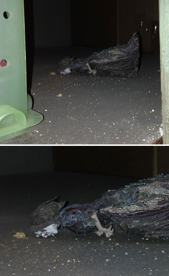 Recientemente me mudé a un nuevo apartamento. Esta mañana fui a mi gabinete de almacenamiento para guardar las cosas y la encontré