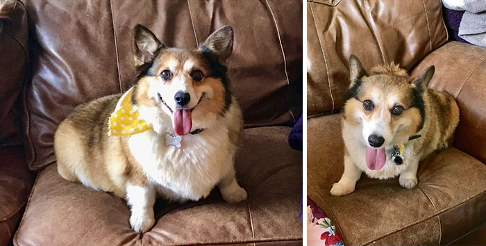 Rescued Senior Corgi - Weight Loss Progress