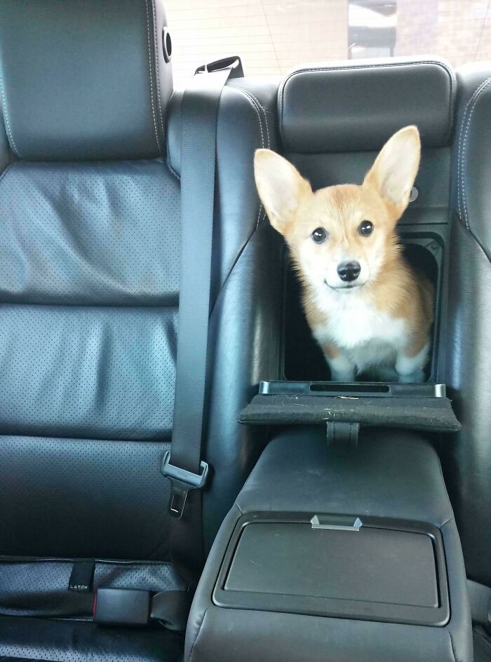 This Car Has A Corgi Cave Option
