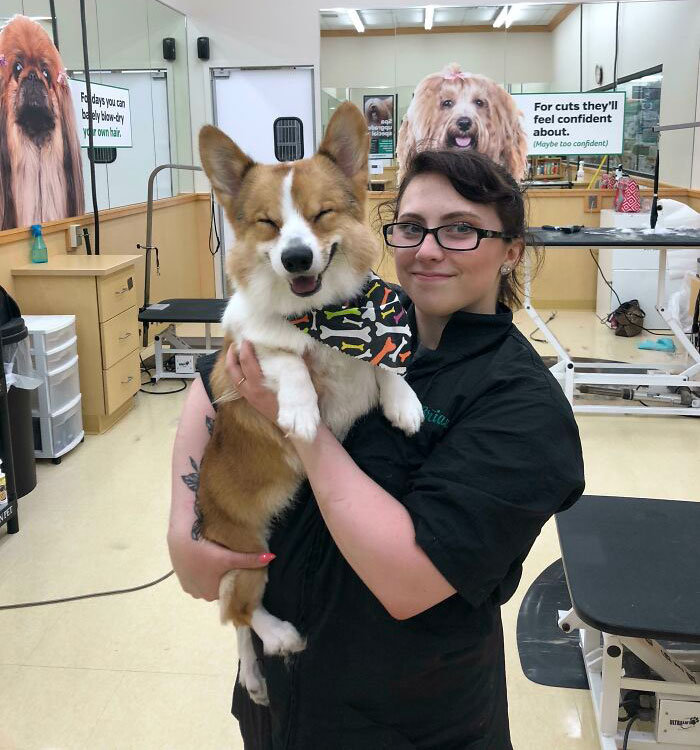 Corgi Puppy And His Groomer