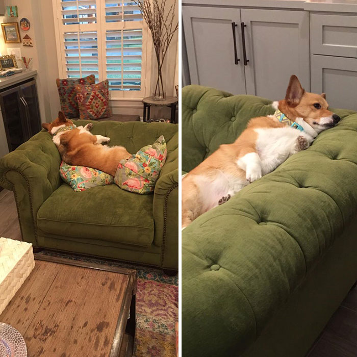 This Bum Has Found A Way To Be The Laziest Watchdog On The Block