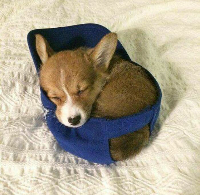 If She Fits, She Sleeps