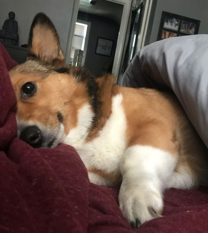 My Third Shift Buddy. She Adjusted To My New Work Schedule Better Than I Thought She Would