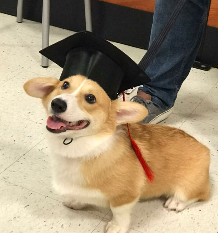 Sam Passed His Puppy Class Yesterday!