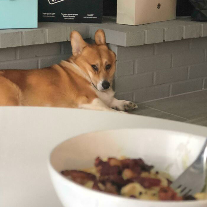 He Didn’t Get Any Of Our Food, And He Is Being Really Dramatic About It