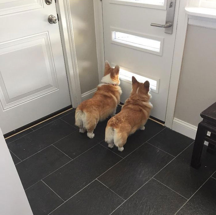Installed The New Corgi Door