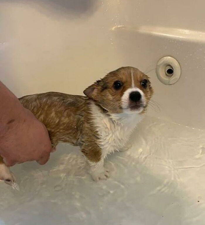 Just A Baby Corgi Getting A Bath