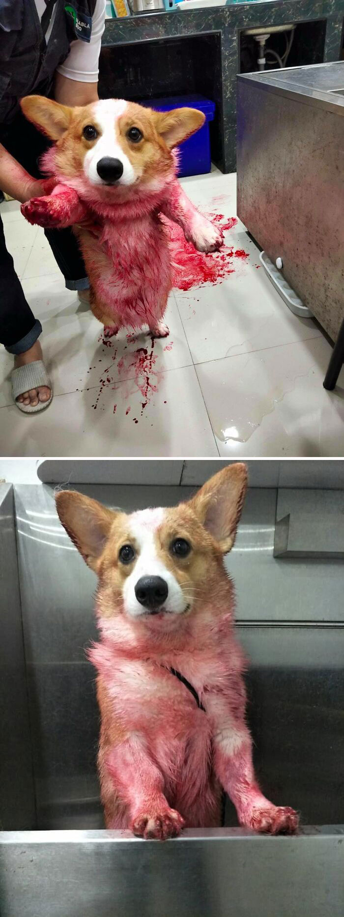 Corgi Gives His Owners And The Entire Internet A Mini Heart Attack After He Rolls Around In Red Syrup And Rests In The Mess