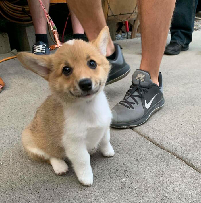 Corgi Pupper Gives A Smol Smile