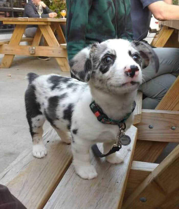 12 Week Old Corgi With Beautiful Spots