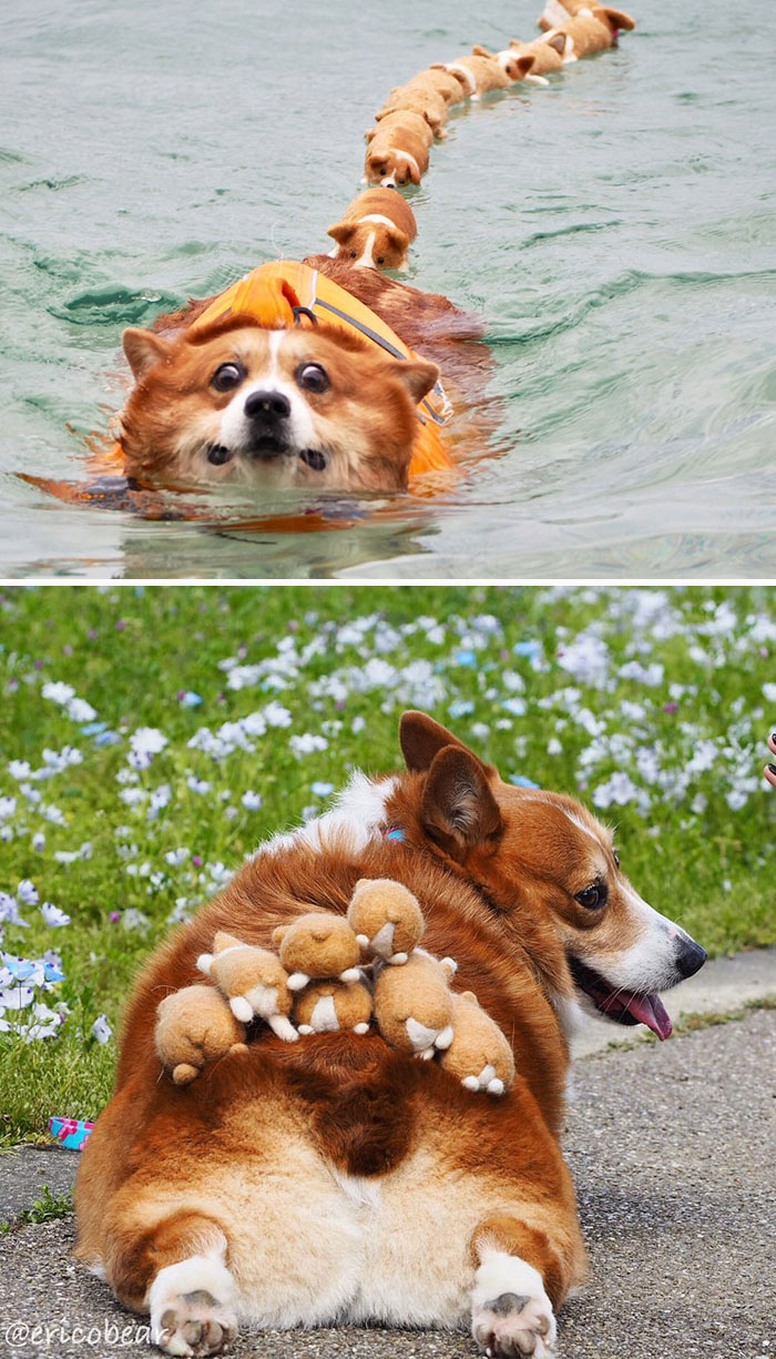 This Corgi Loves To Play With His Stuffed Toys