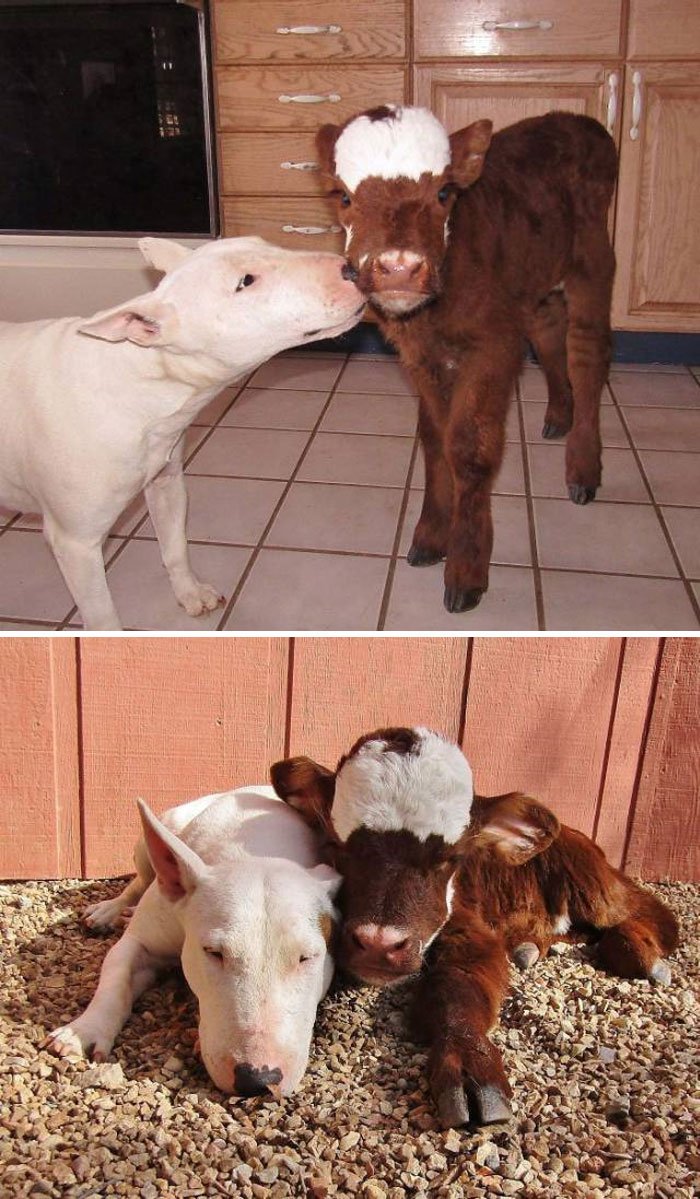 Dog and adorable cow snuggling indoors and outdoors on gravel.