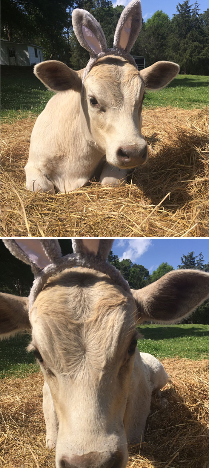 Here's A Pic Of My Cow With Bunny Ears