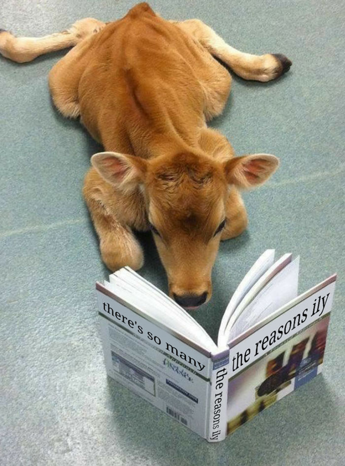 I Saw A Cute Cow! I Thought It Would Work Well As A Wholesome Meme