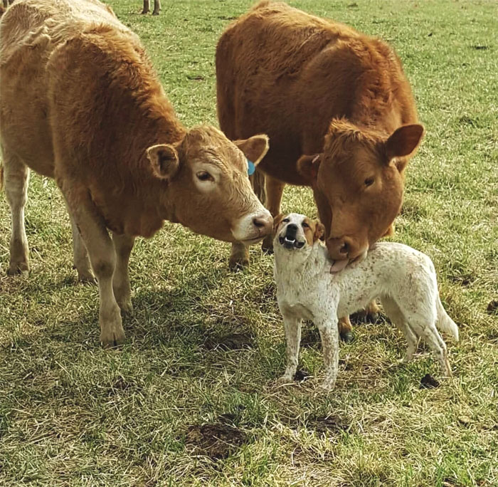 Two adorable cows nuzzling a joyful dog in a grassy field.