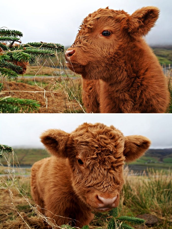 Just Two Furry Calfs. That's It