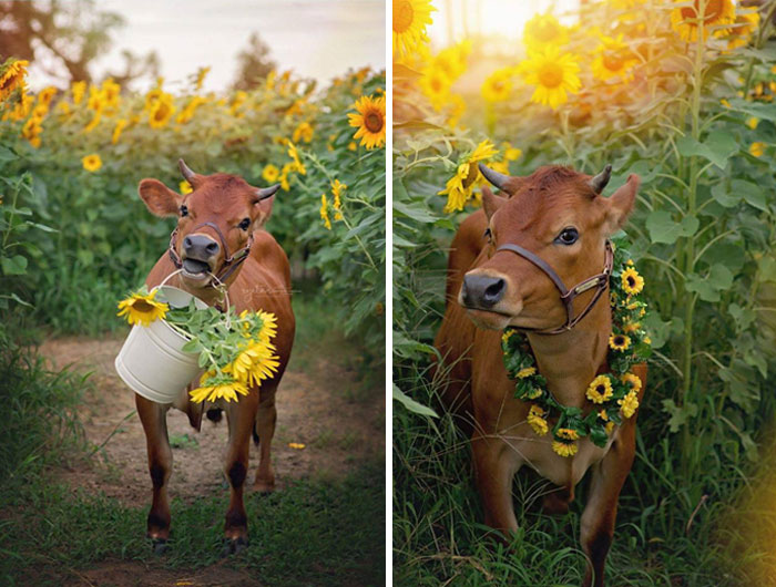Adorable cow with sunflowers around its neck in a sunny field.