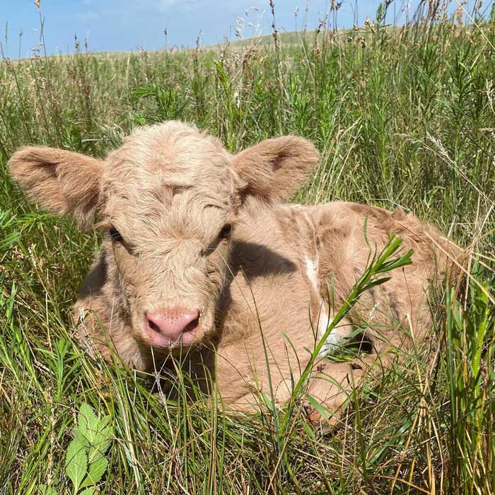 This Girl Is Stunning! A Pretty Champagne Colored Highland/Beltie Cross