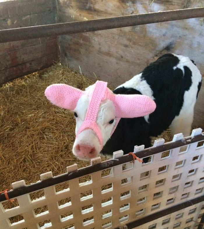 Adorable cow wearing a pink knitted hat in a barn enclosure.