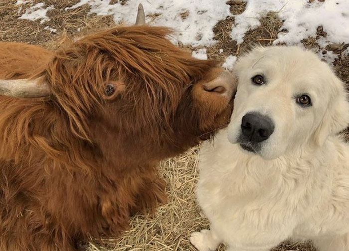 A fluffy cow and a white dog nuzzling in a snowy field, showcasing an adorable moment.