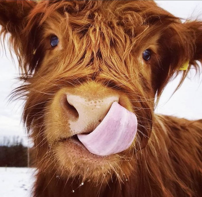 Good Mornings Start With This Goof