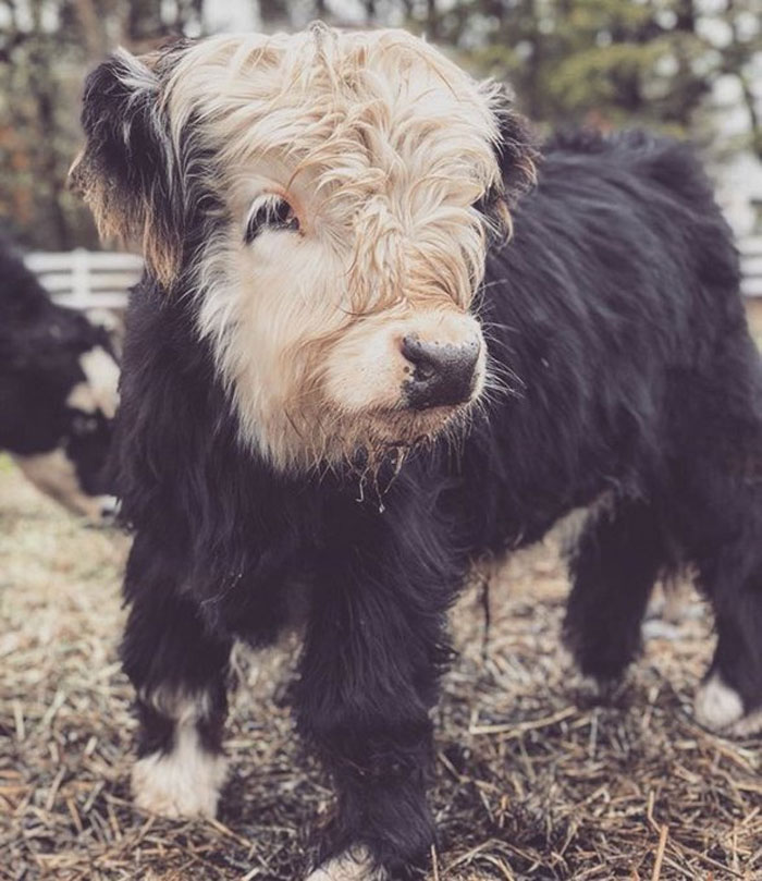 Human Mom Says I’m About To Experience My First Winter. She Says White Stuff Might Even Fall From The Sky, Which I Guess Is A Lot Like The Wet Stuff But Colder.