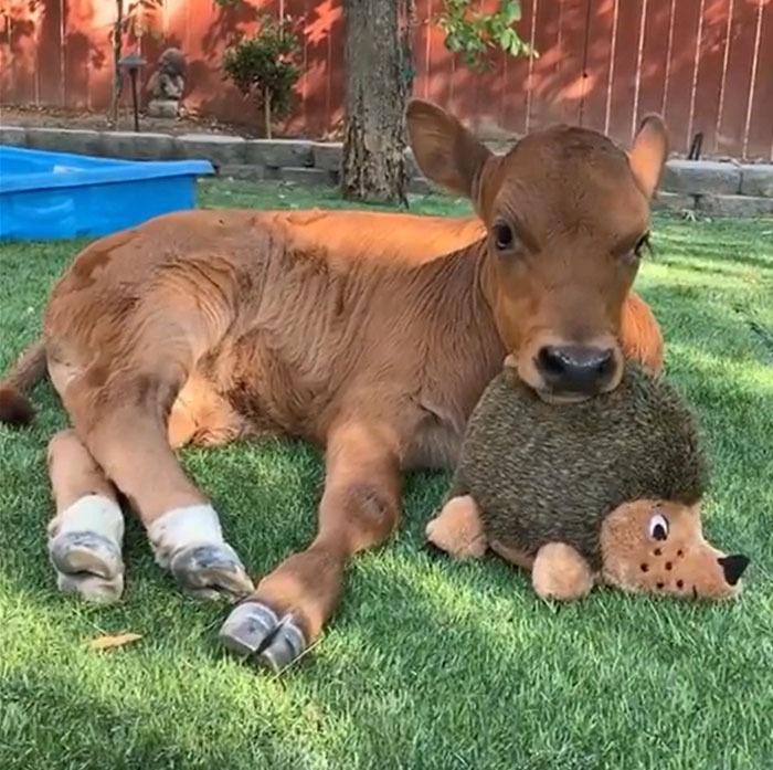 Cows Are Really Just Grass Guppies