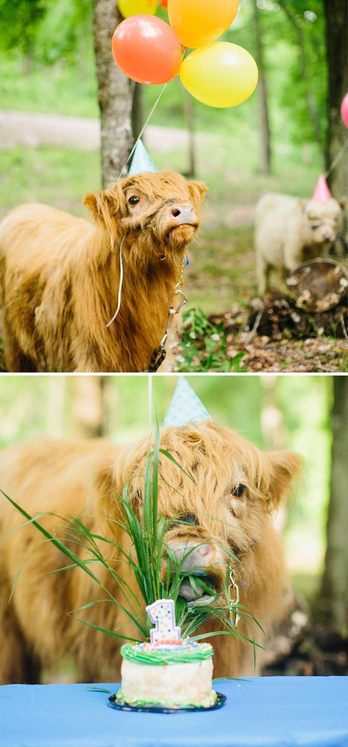 Cute cow with balloons at a birthday party, wearing a party hat and enjoying grass near a cake.