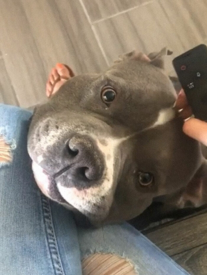 Close-up of one of the cutest dogs ever resting its head on a person’s lap, showing affection and calmness.