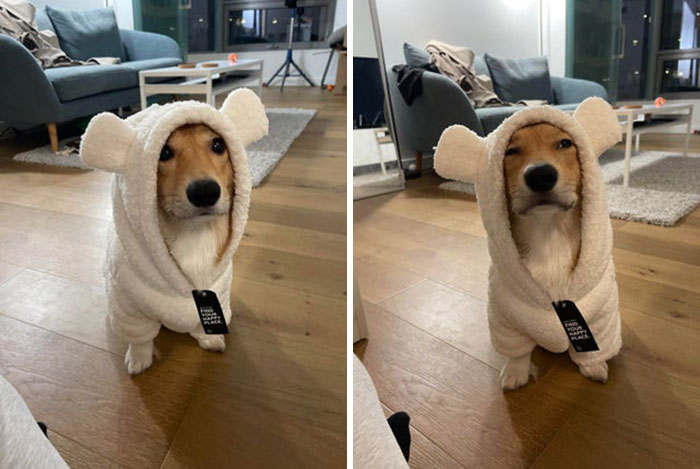 Safe To Say That Darwin Is Not In His Happy Place