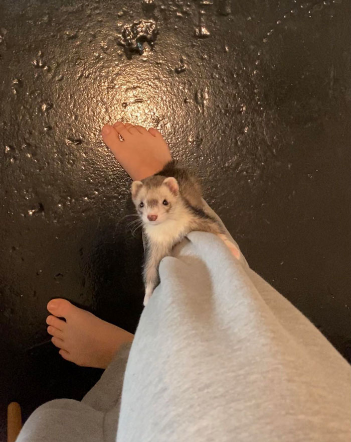 Working From Home With Ferrets