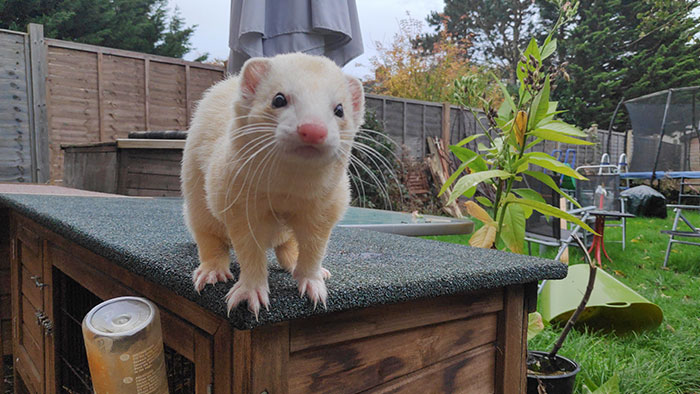 Jack The Ferret Says Hi