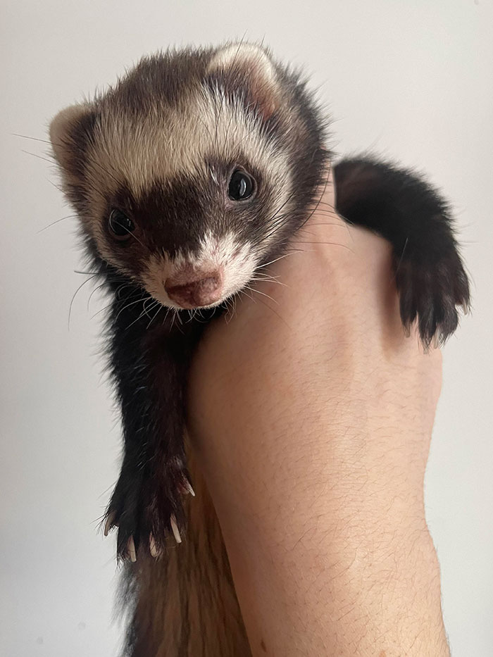 Ferret