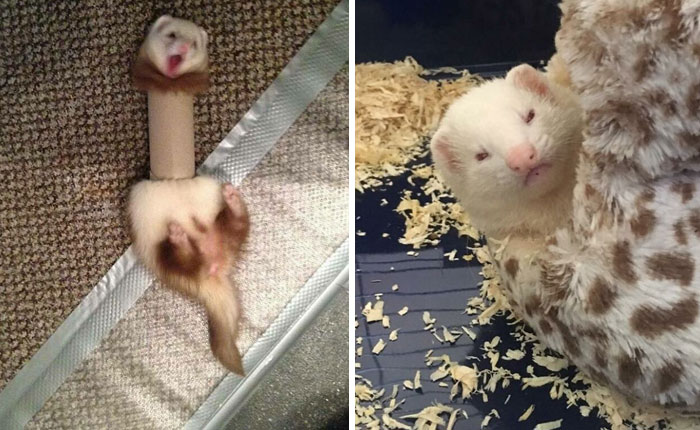 40 Fotos de hurones para que veas lo graciosos que pueden llegar a ser