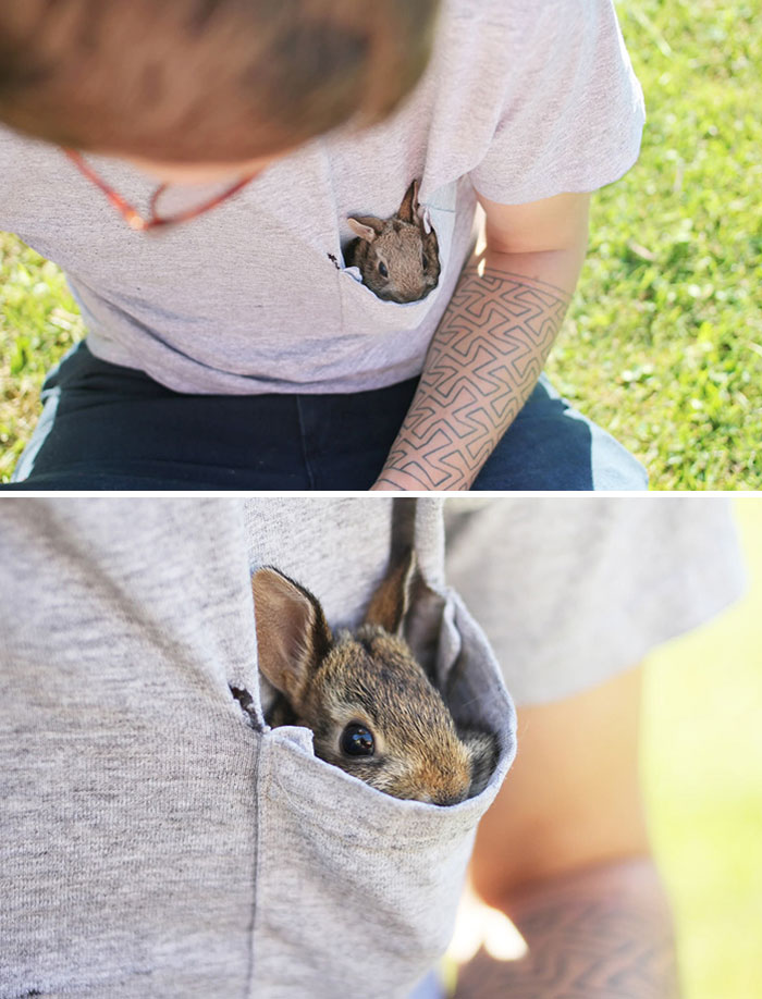 Cute bunny peeking out of a gray shirt pocket, enjoying the sun.
