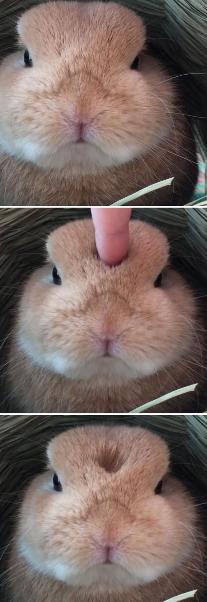 Close-up of a cute bunny with a finger poking its soft face, highlighting its adorable expression.