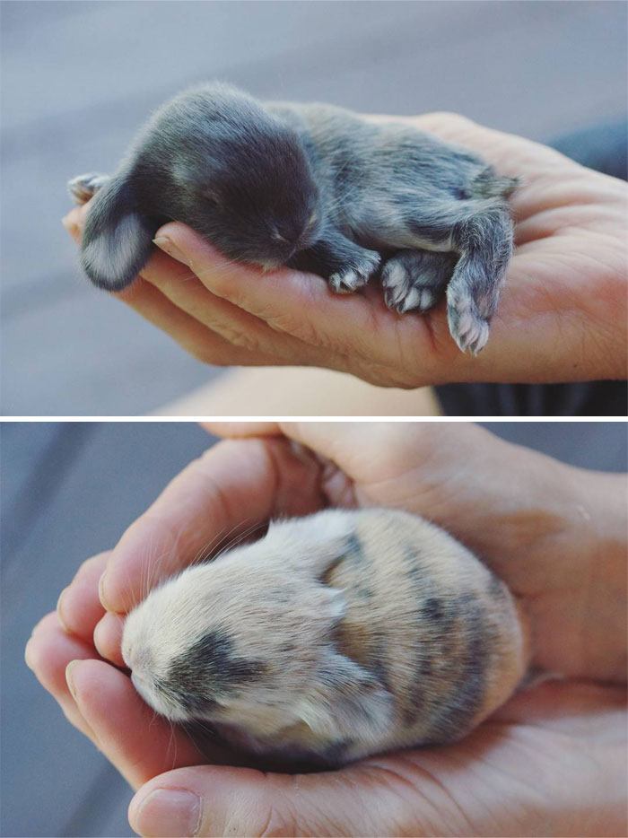 Our Bunnies Are Socialized With Every Day And Are Used To Dogs And Children