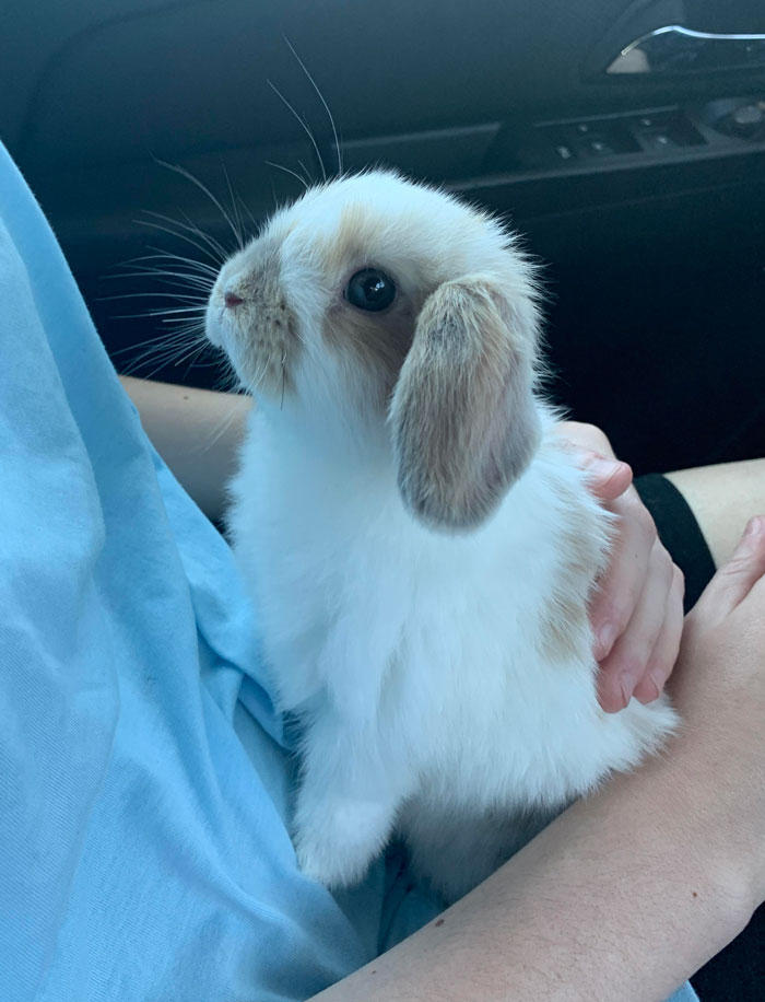 Cute bunny sitting on person's lap, showcasing its irresistible charm.