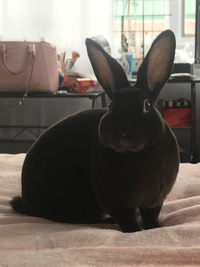 A black bunny with large ears sits adorably on a bed in a cozy room.