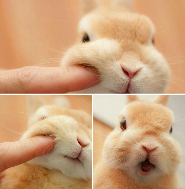 Adorable bunnies showing their undeniable cuteness with expressive faces and gentle interactions.