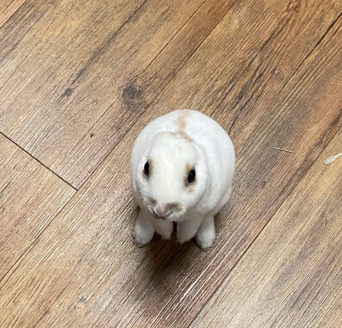 Cute bunny standing on wooden floor, showcasing undeniable cuteness.
