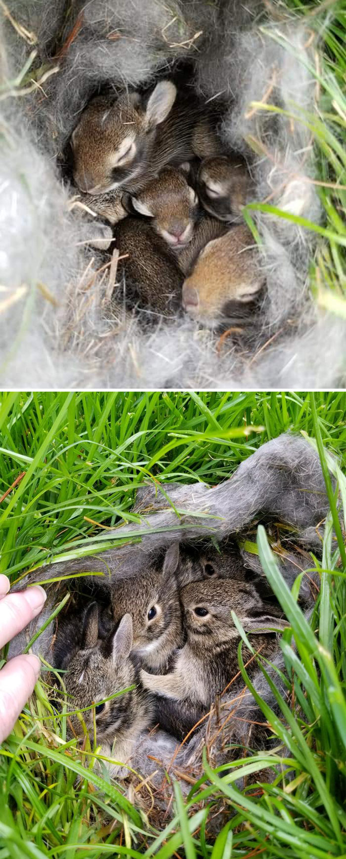 Rabbit Built A Nest In My Front Yard