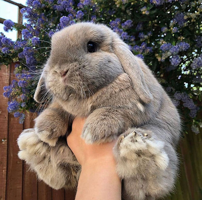 Adorable bunny held in hand with purple flowers in the background.