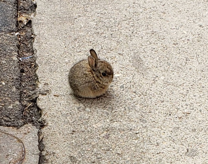 Smol Bun