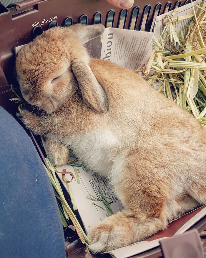 Adorable bunny napping in a crate with hay, showcasing unbeatable cuteness.