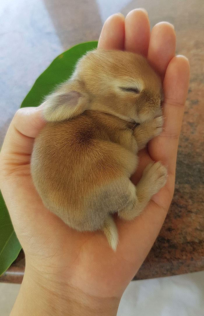 A tiny, adorable bunny sleeping in a person's hand, showcasing unmatched cuteness.