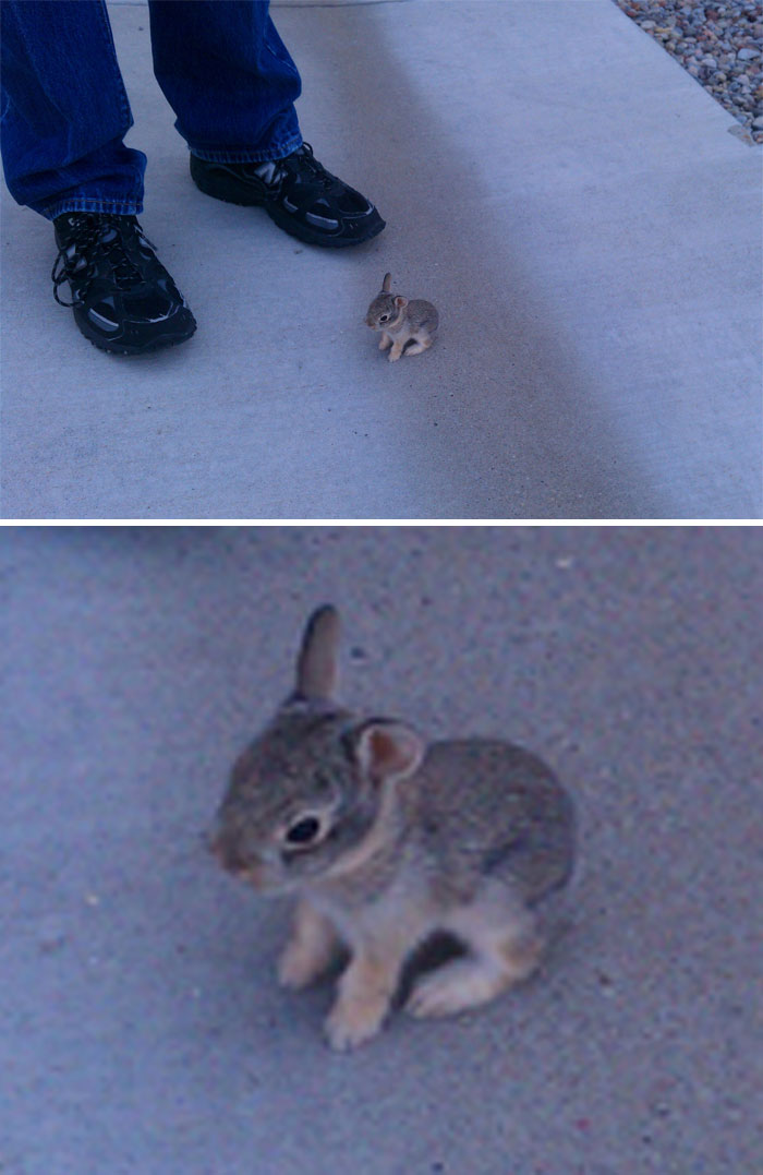 Found This Super Cute Little Guy Wandering About Abandoned