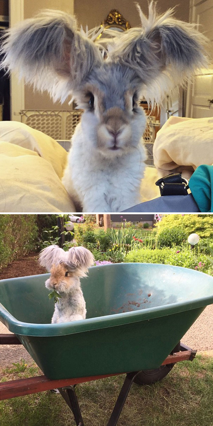 Fluffy bunny with large ears sitting indoors and nibbling on greens in a wheelbarrow outside. Cuteness overload.